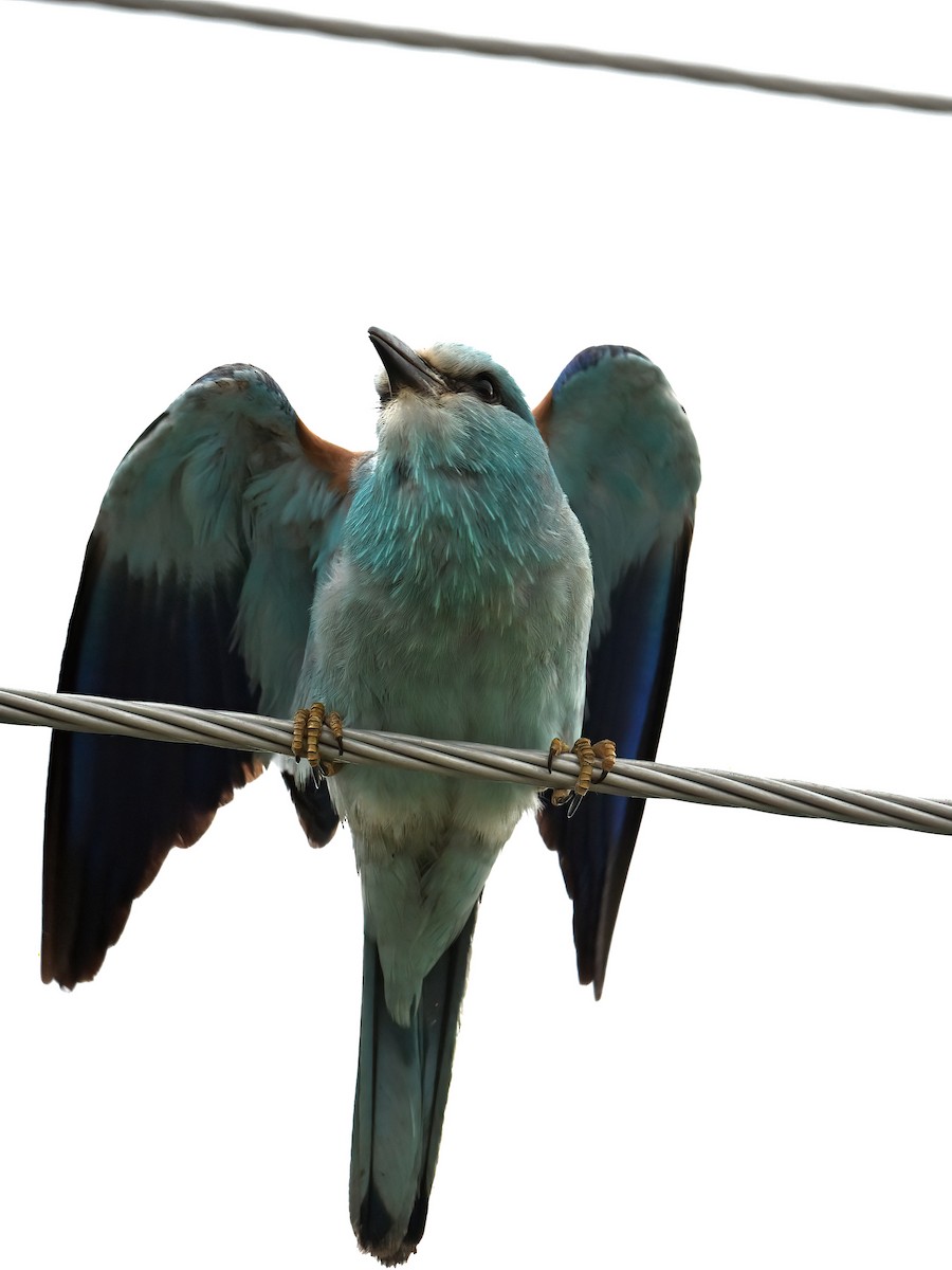 European Roller - peng su