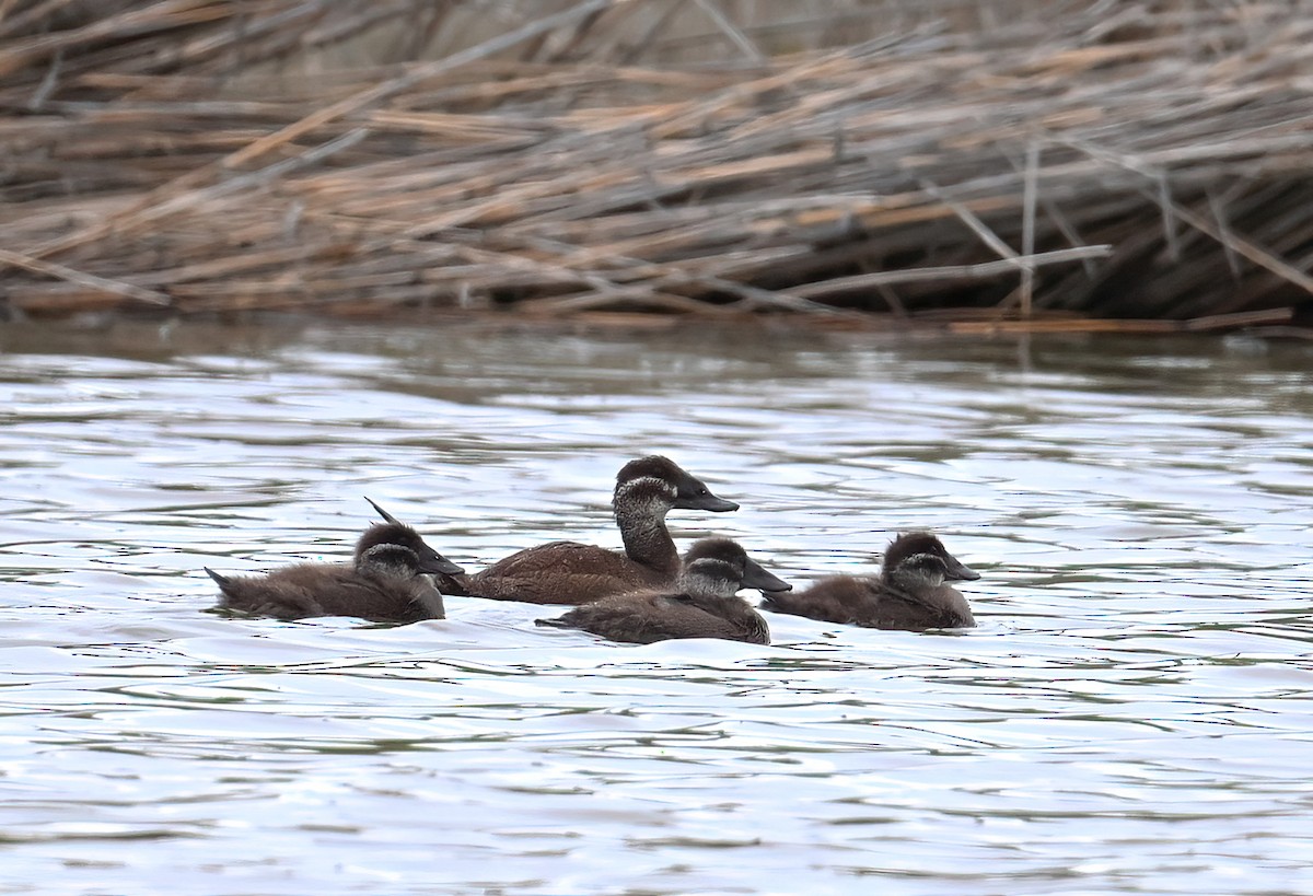 White-headed Duck - ML621864346