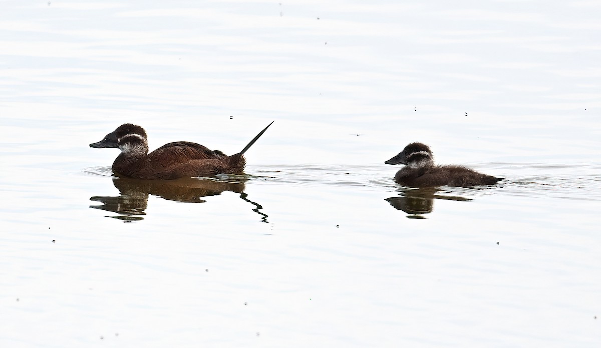 White-headed Duck - peng su