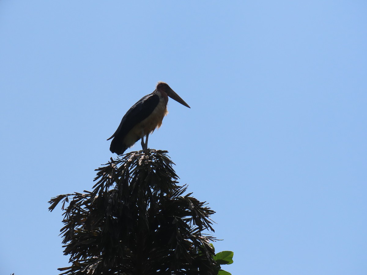 Marabou Stork - marti ikehara