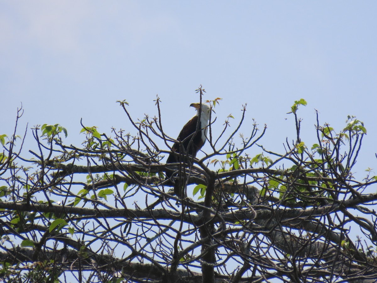 Schreiseeadler - ML621864433