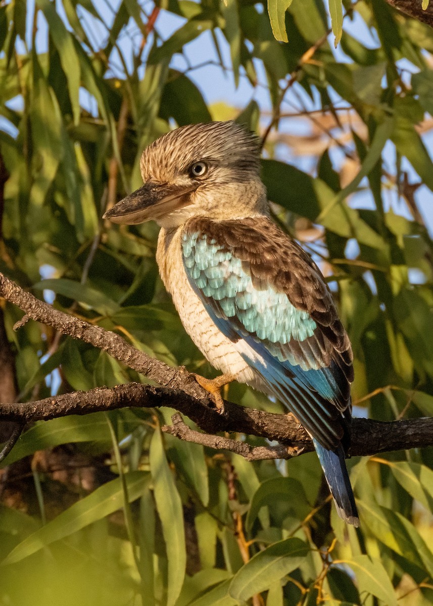 Blue-winged Kookaburra - ML621864435