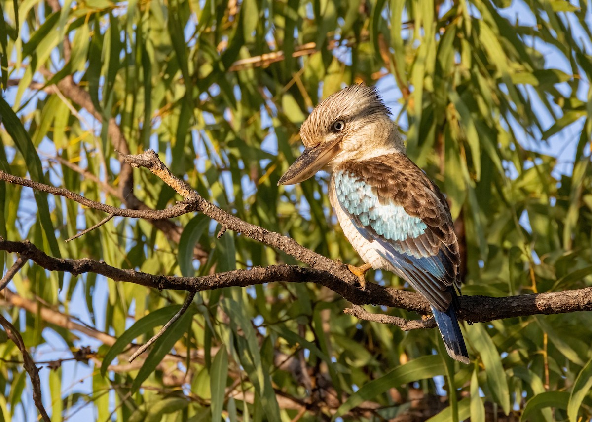 Blue-winged Kookaburra - ML621864436