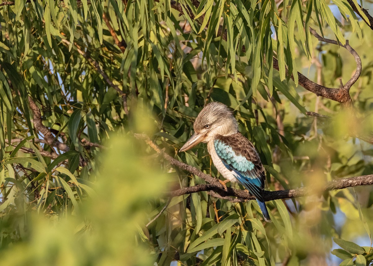 Blue-winged Kookaburra - ML621864438