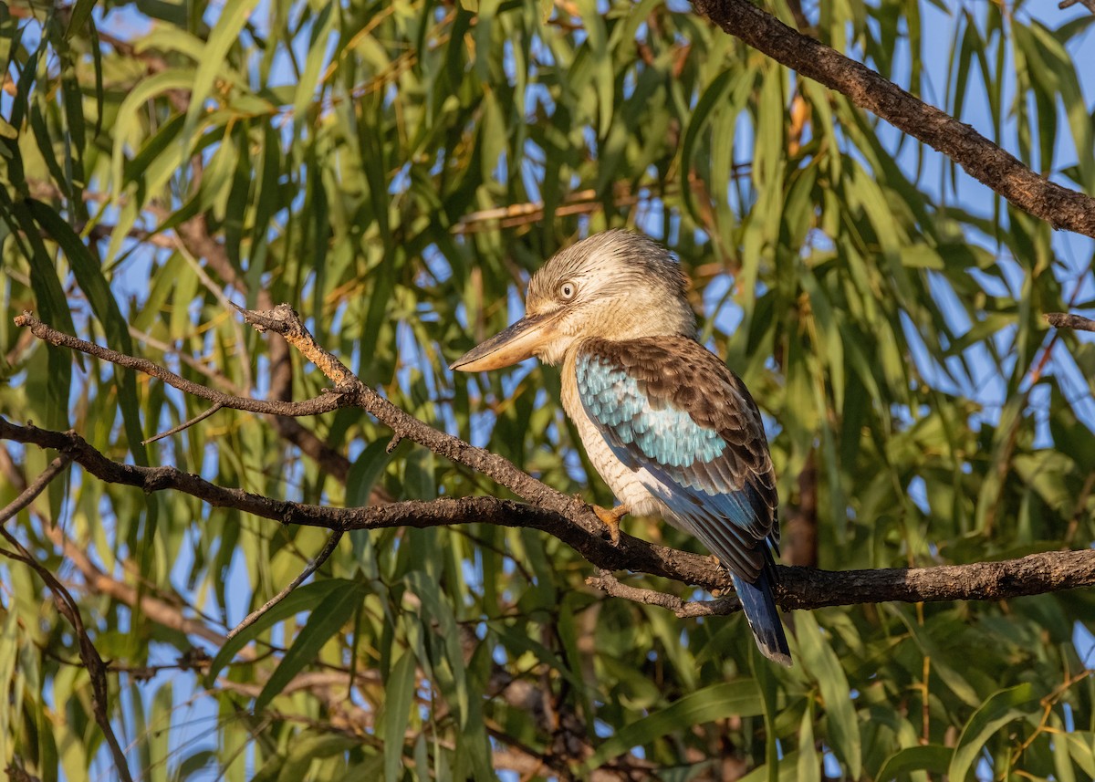 Blue-winged Kookaburra - ML621864439