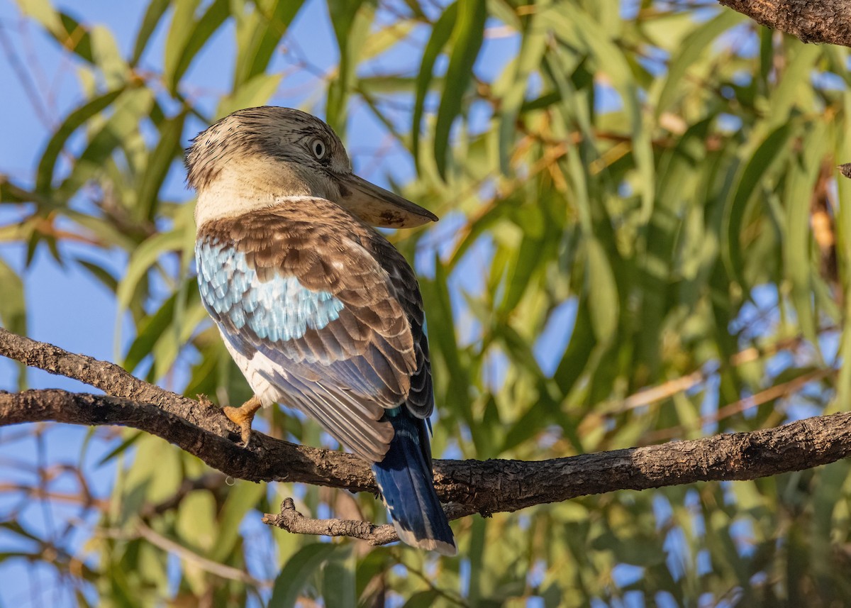 Blue-winged Kookaburra - ML621864440