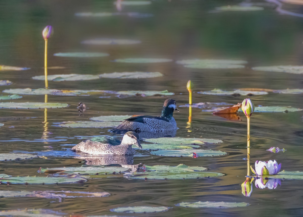 Green Pygmy-Goose - ML621864441