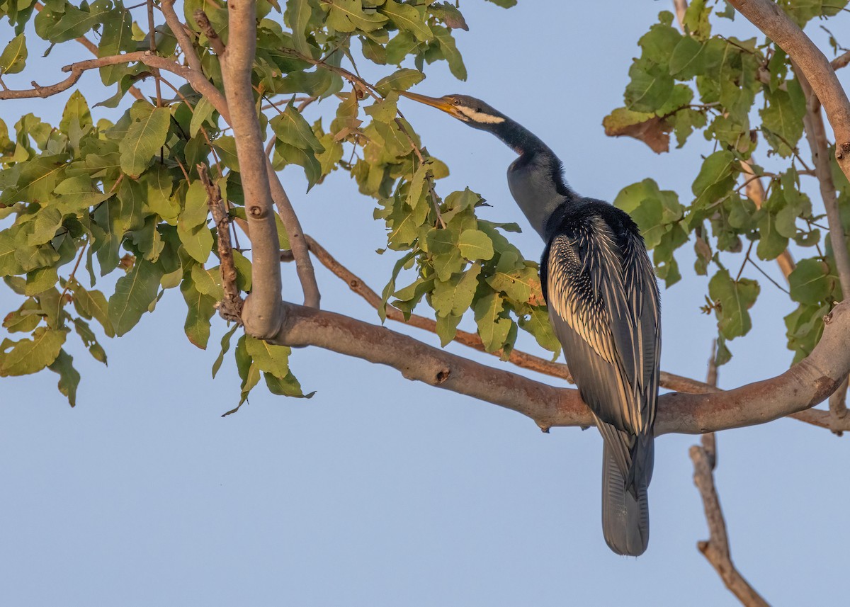 Australasian Darter - Julie Clark