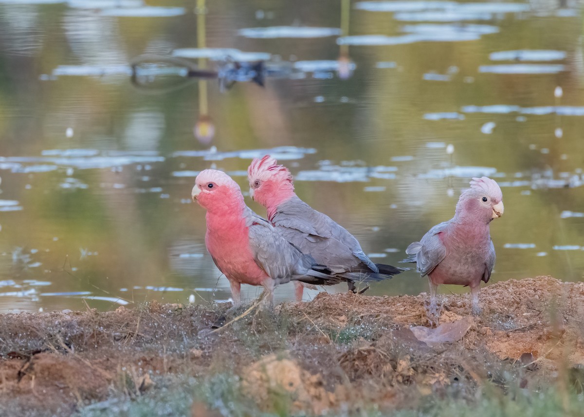 Galah - Julie Clark