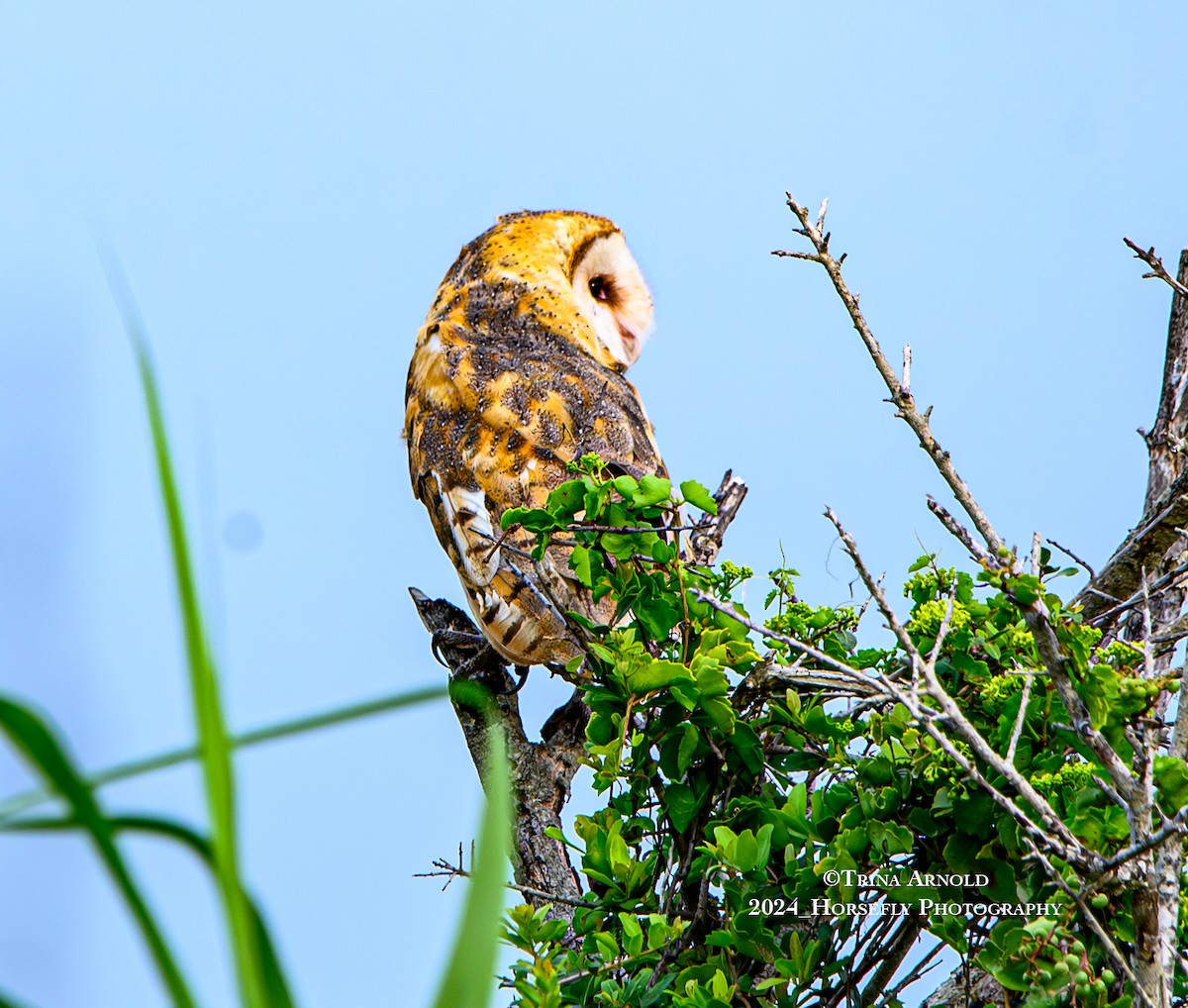 Barn Owl (American) - Trina Arnold