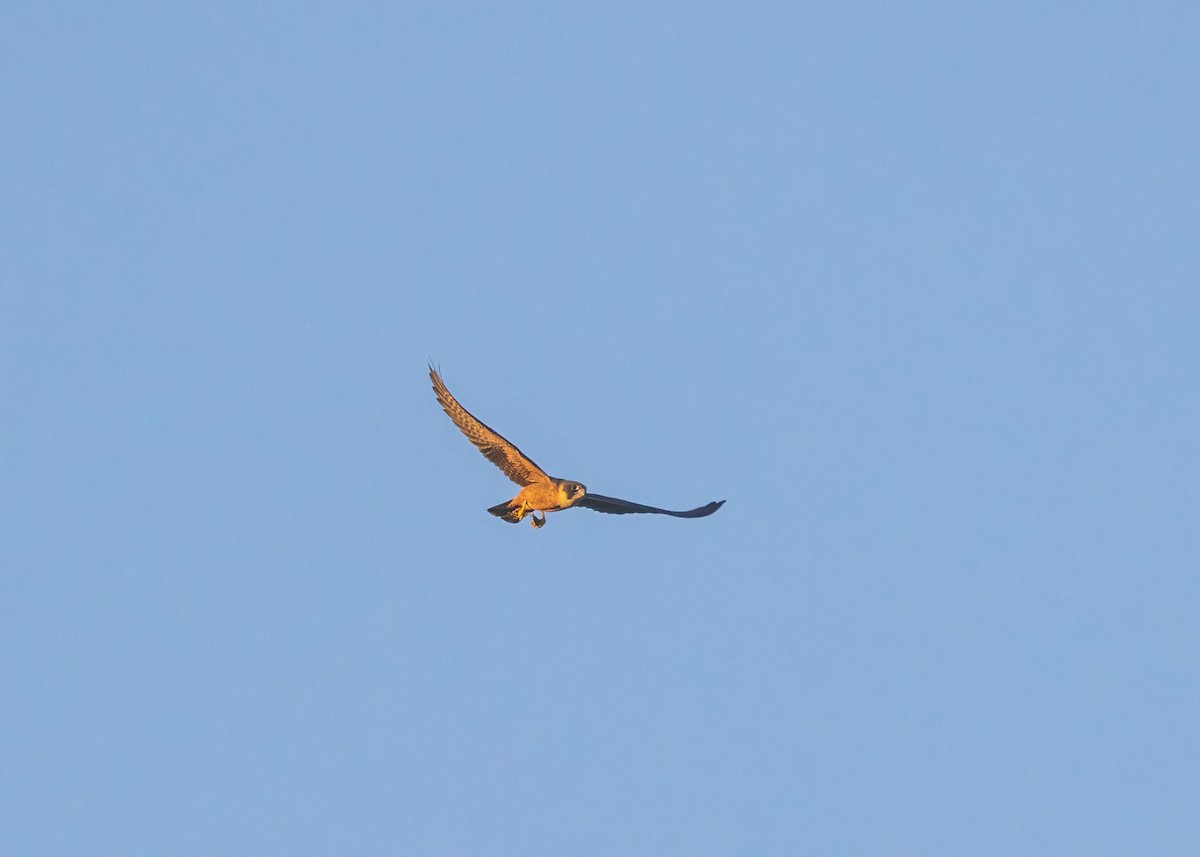 Australian Hobby - ML621864457