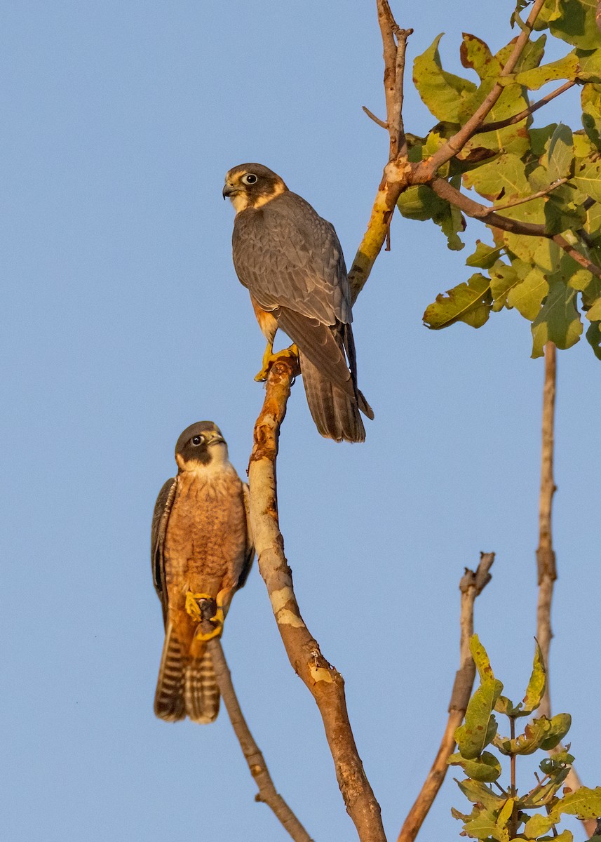 Australian Hobby - ML621864459