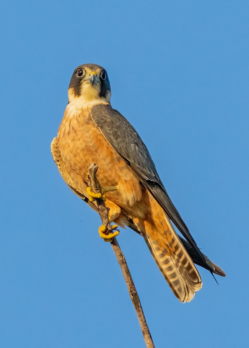 Australian Hobby - ML621864460