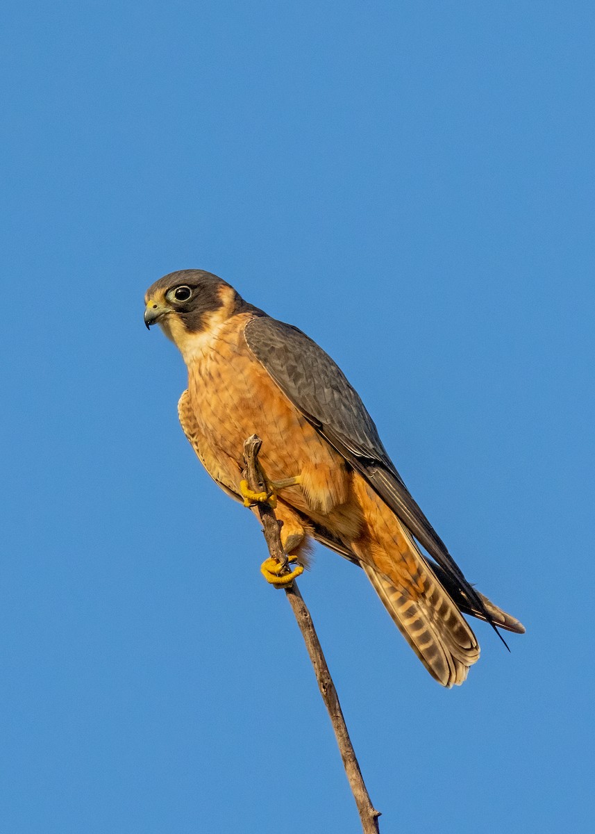 Australian Hobby - ML621864461