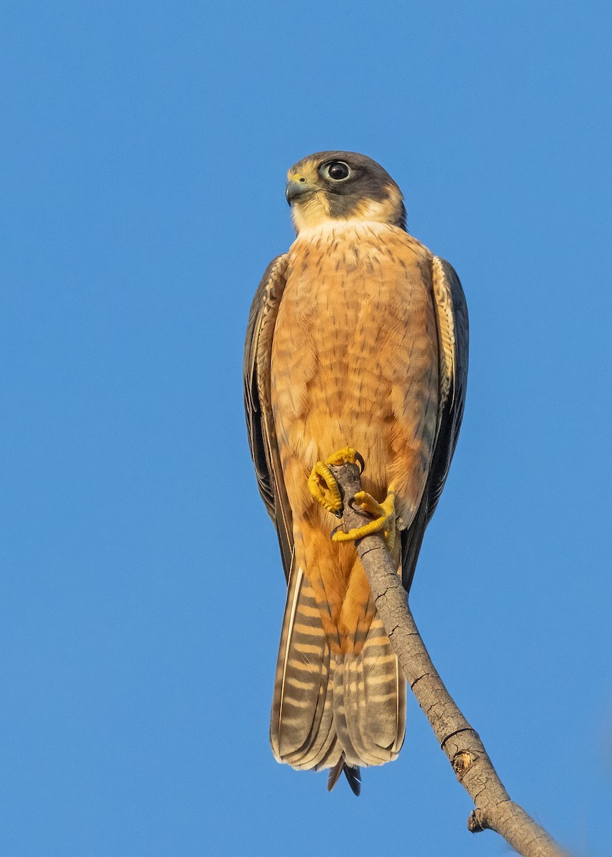 Australian Hobby - ML621864462