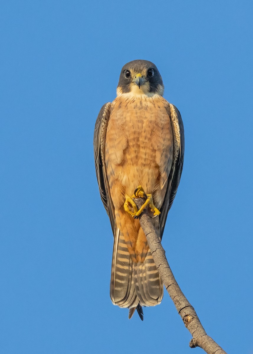 Australian Hobby - ML621864463