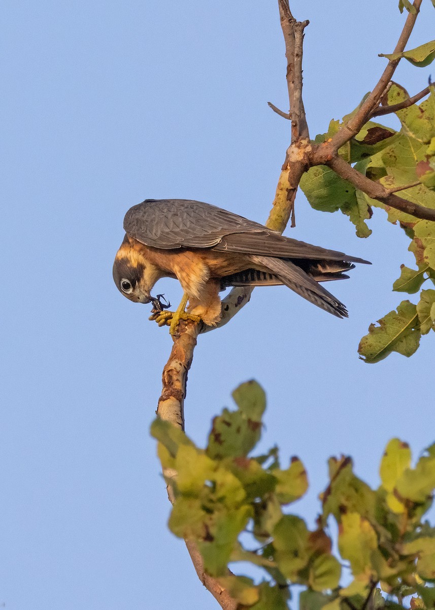 Australian Hobby - ML621864464