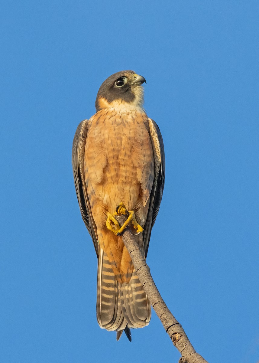 Australian Hobby - ML621864465