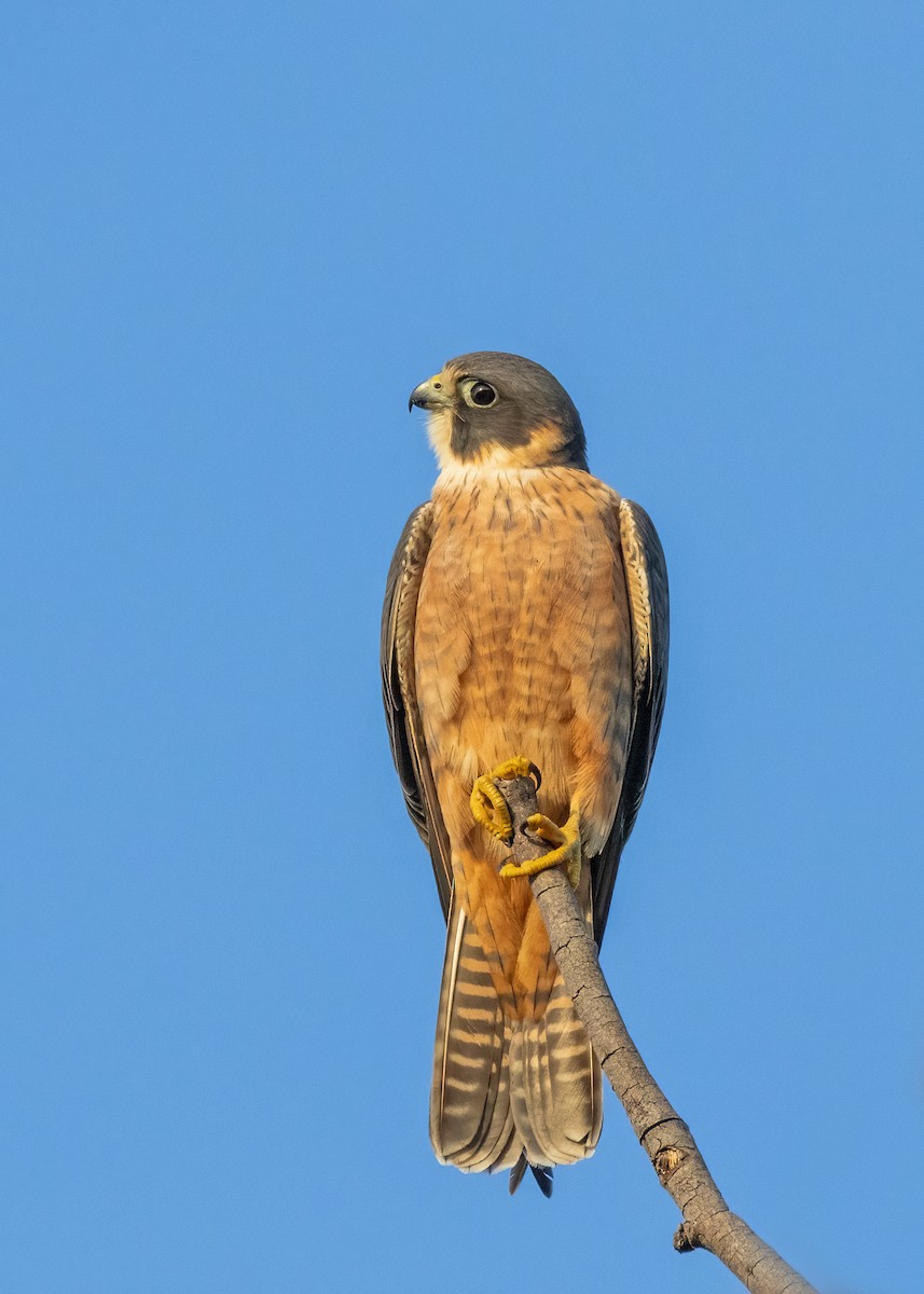 Australian Hobby - ML621864466