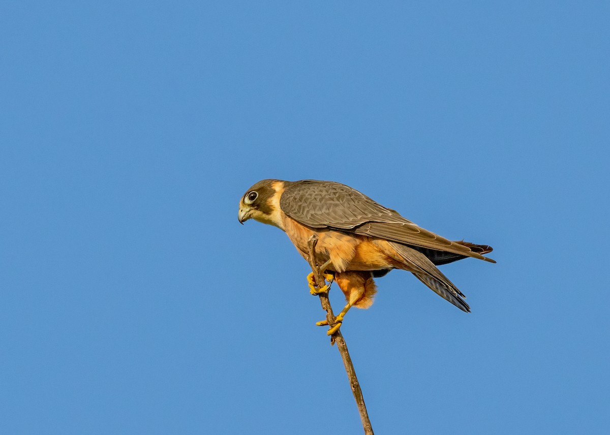 Australian Hobby - ML621864467