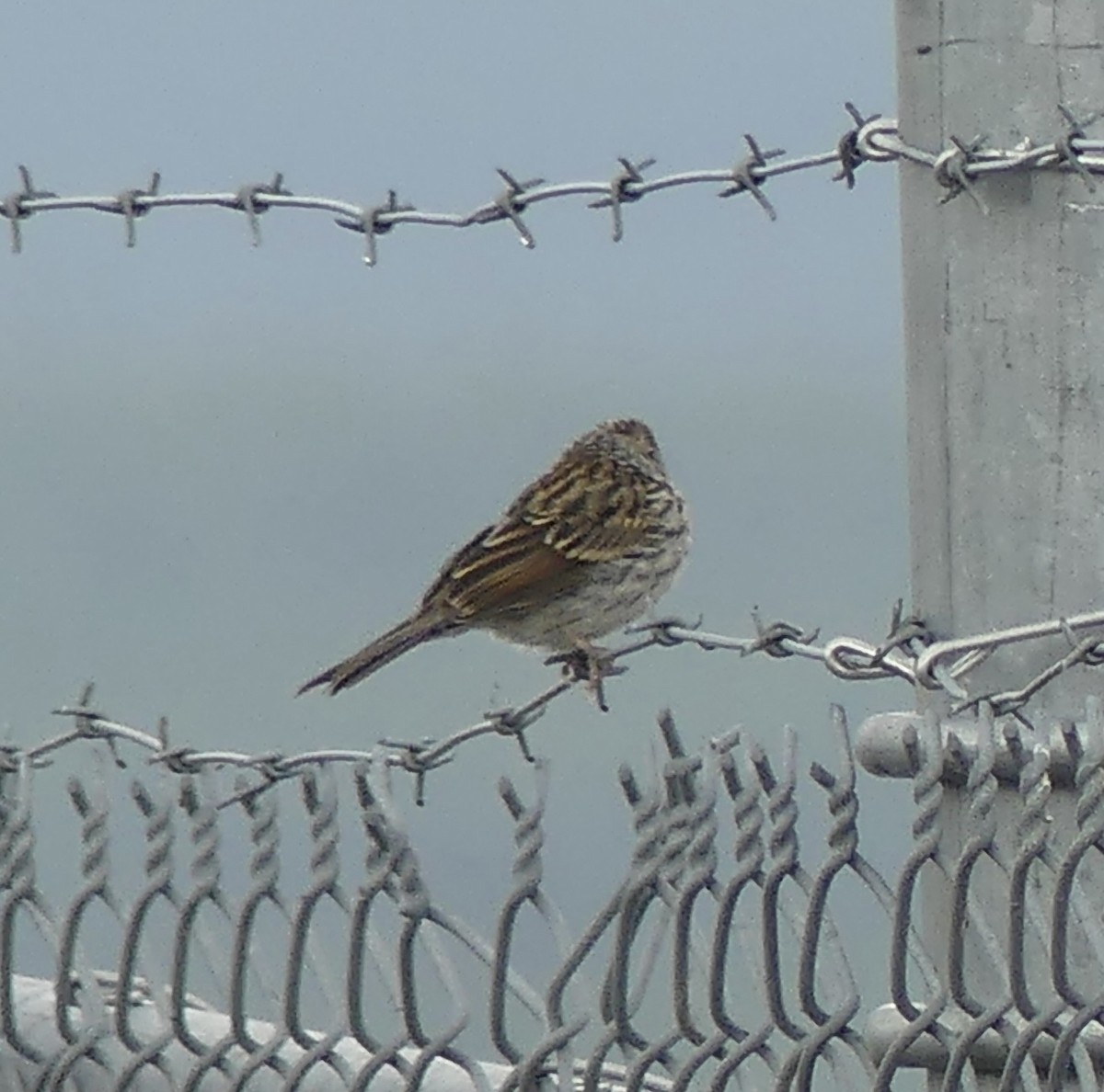 Chipping Sparrow - ML621864482