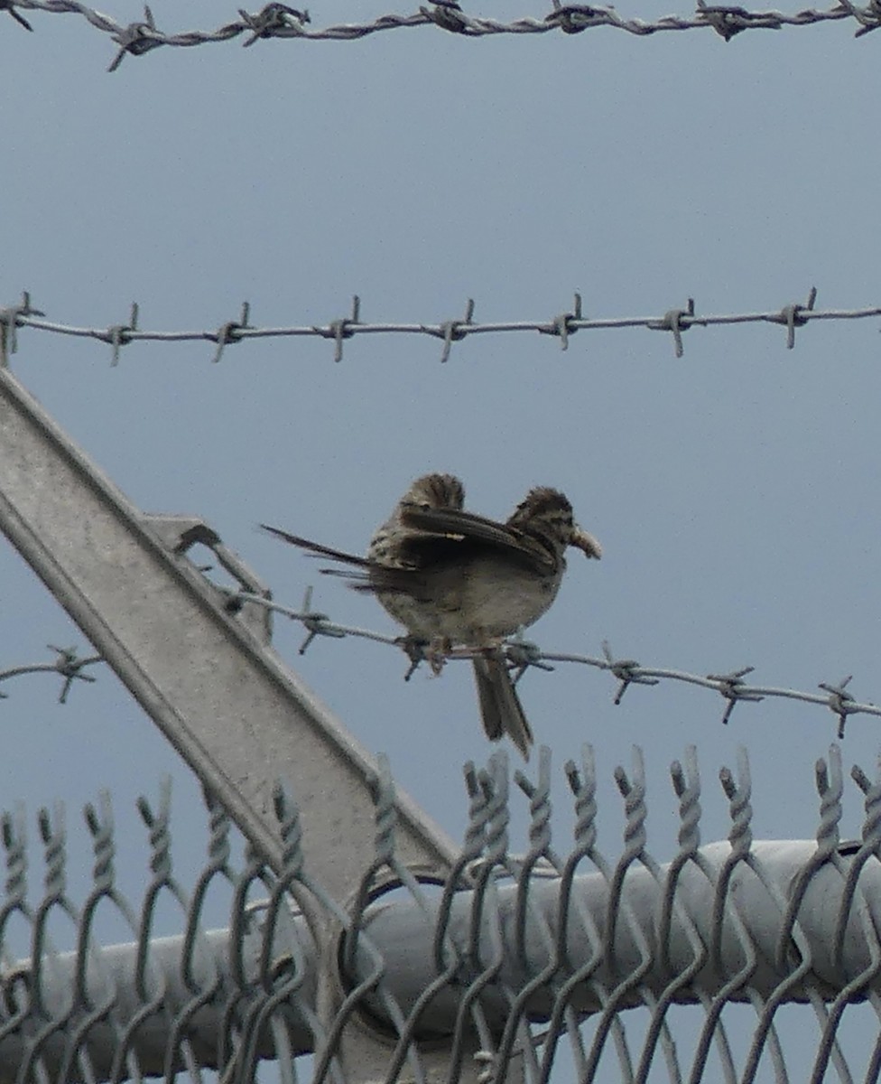 Chipping Sparrow - ML621864484