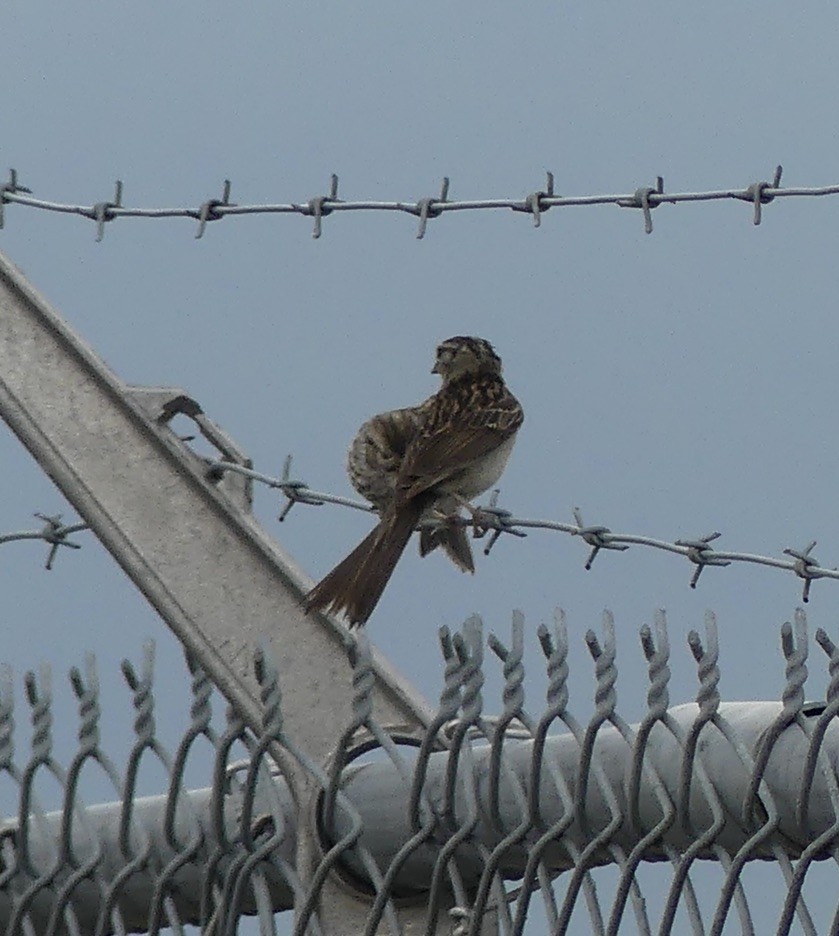 Chipping Sparrow - ML621864485