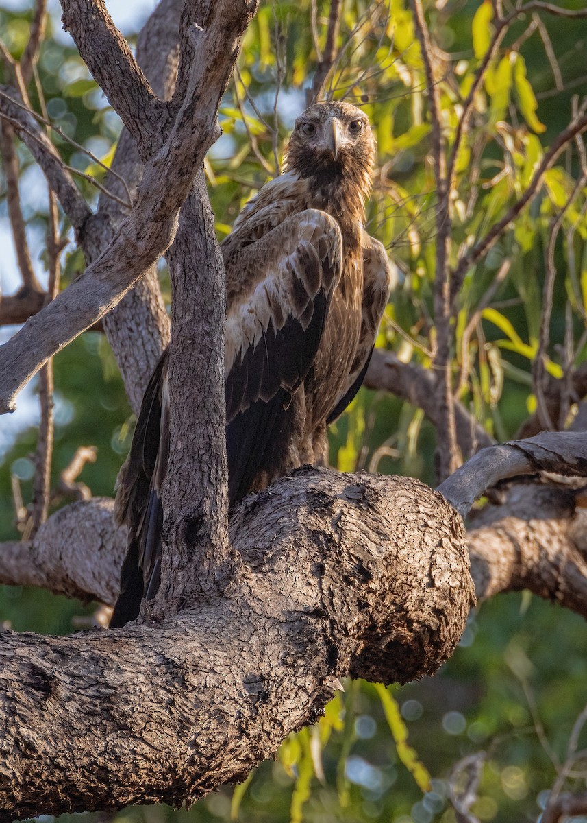 Wedge-tailed Eagle - ML621864486