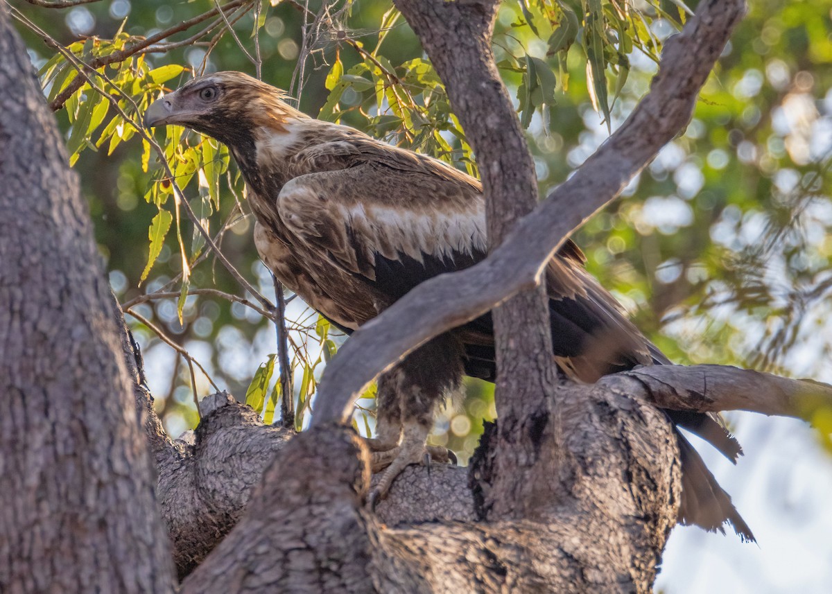 Wedge-tailed Eagle - ML621864487