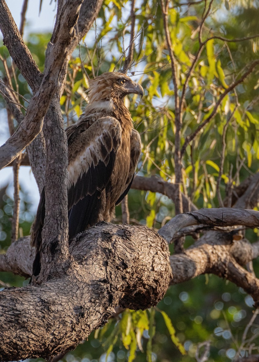 Wedge-tailed Eagle - ML621864489