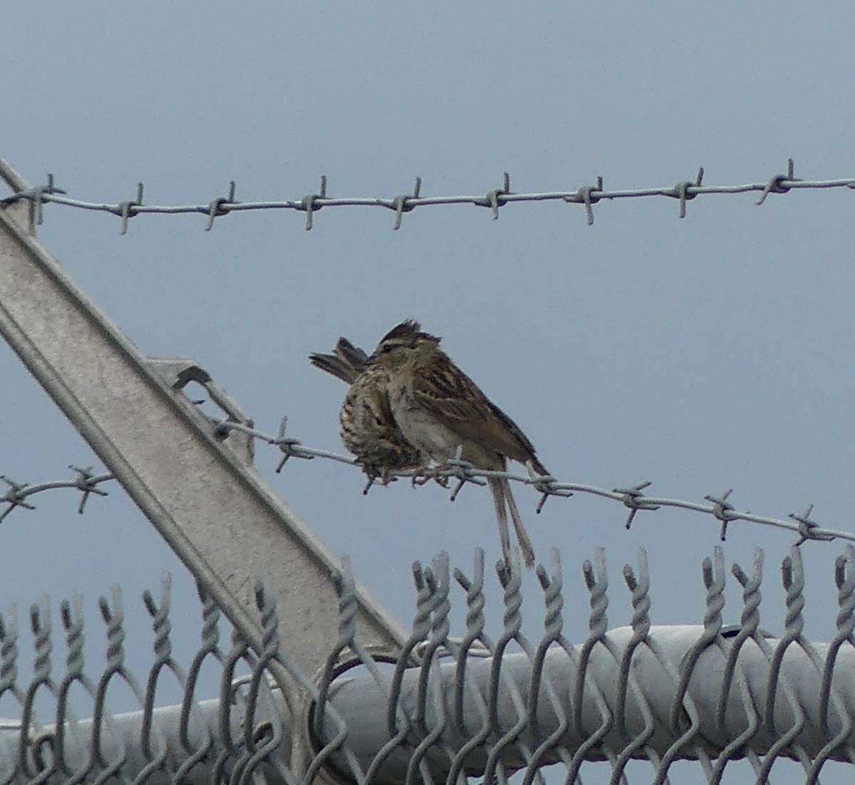 Chipping Sparrow - ML621864491