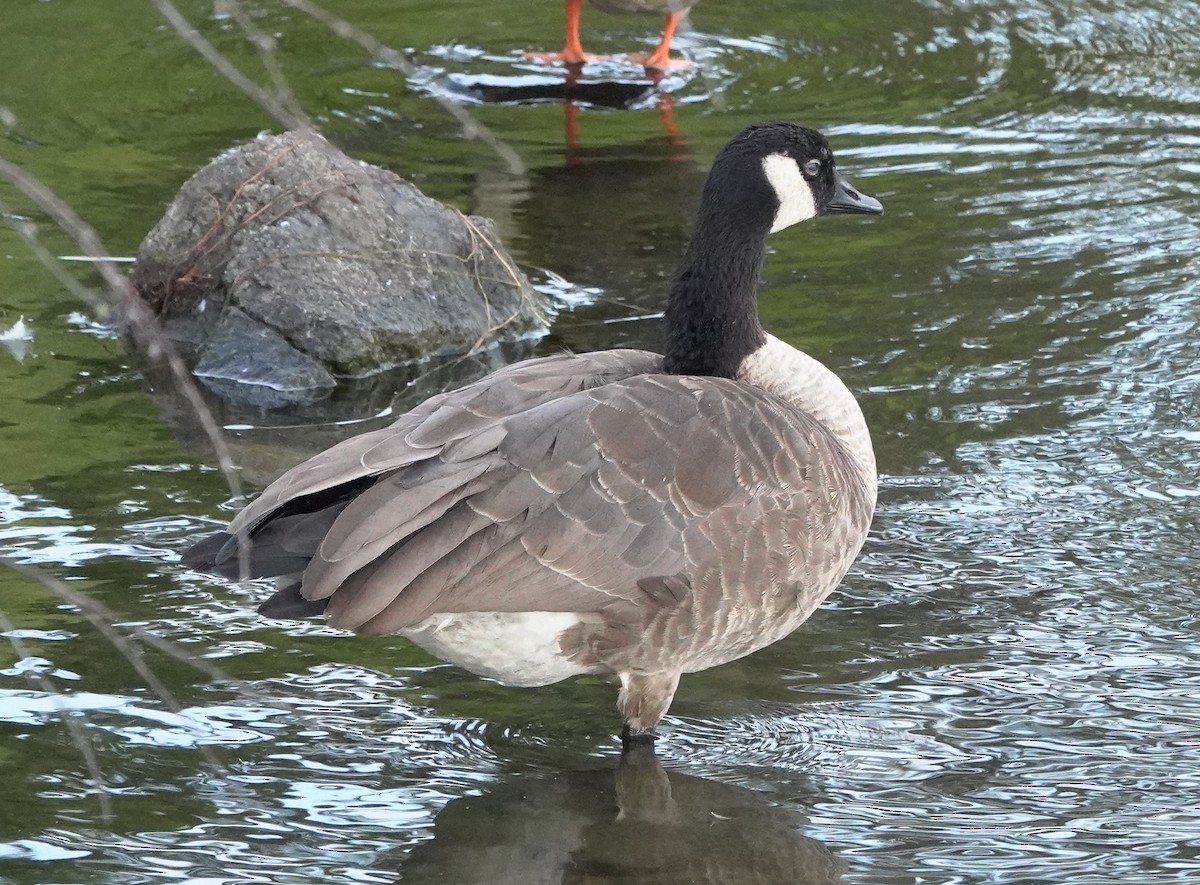 Cackling/Canada Goose - ML621864496