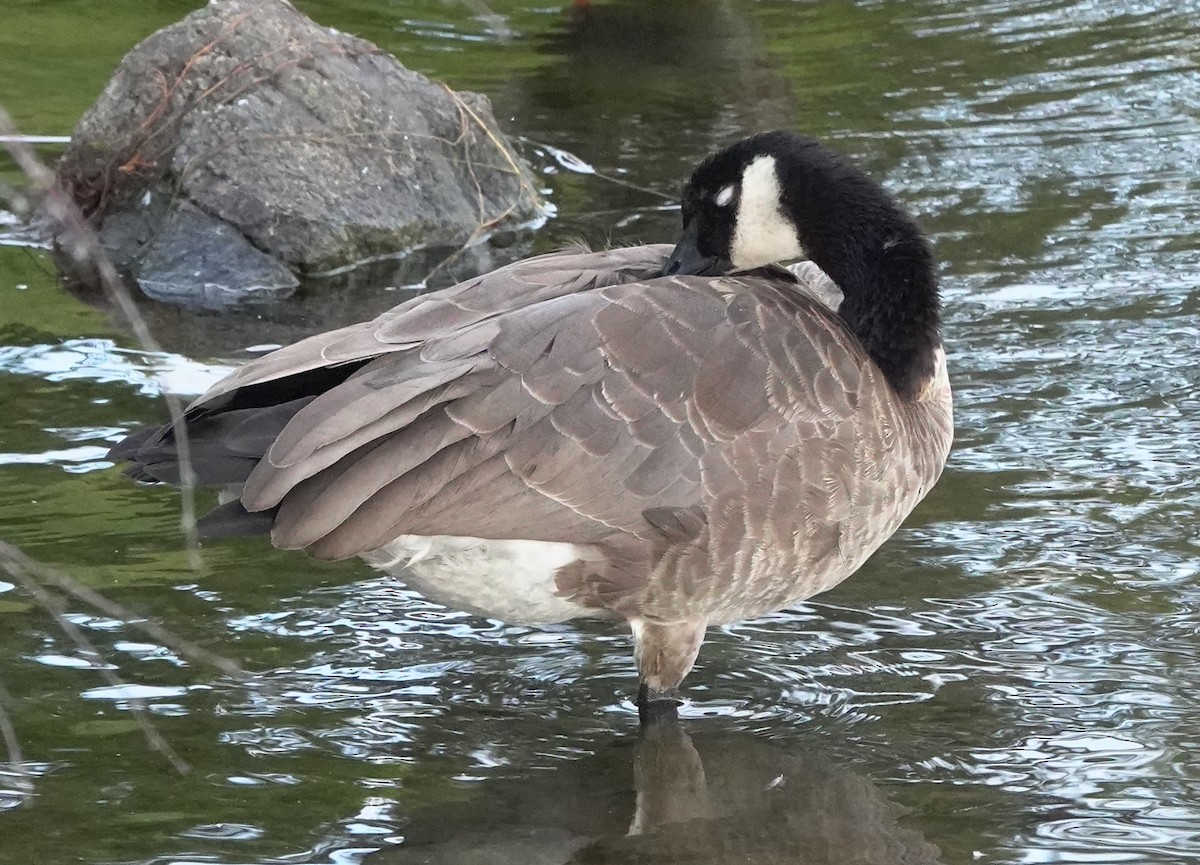 Cackling/Canada Goose - ML621864497