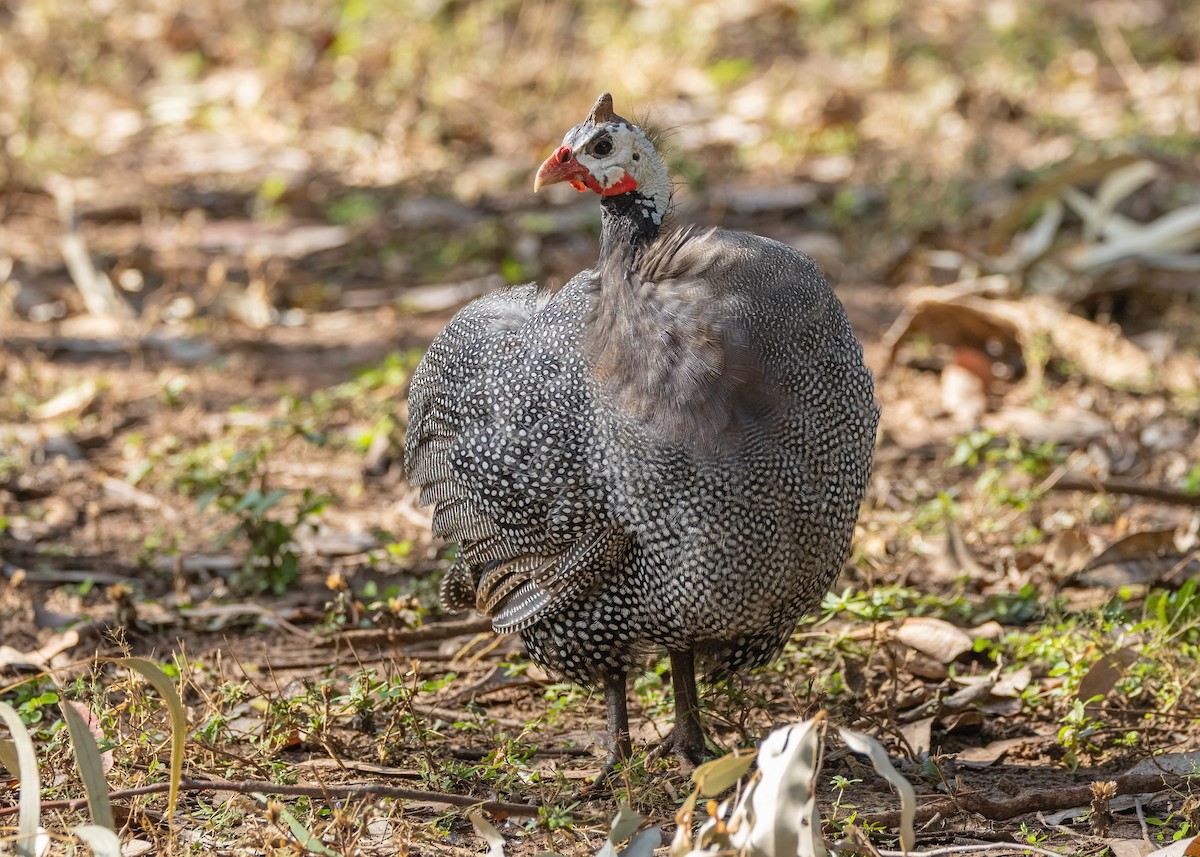 Helmeted Guineafowl (Domestic type) - ML621864501