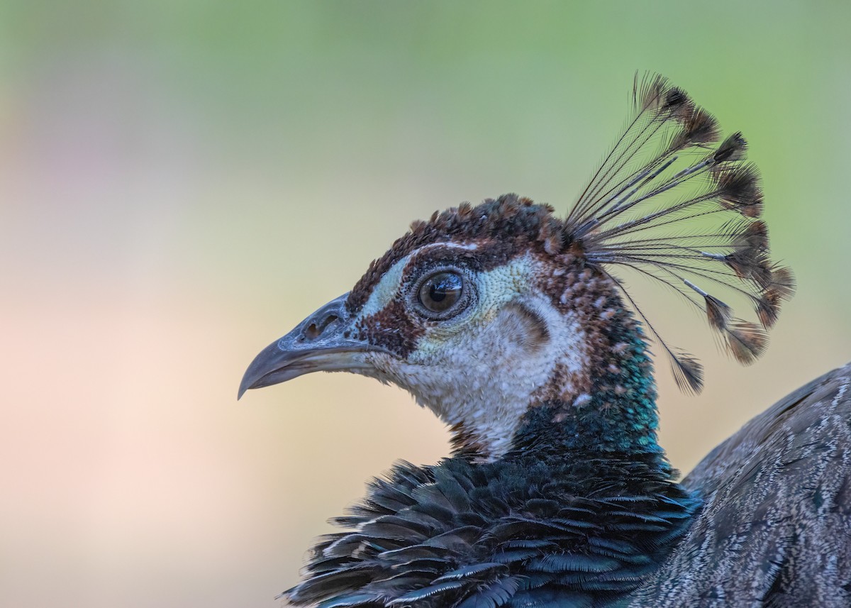 Indian Peafowl (Domestic type) - ML621864516