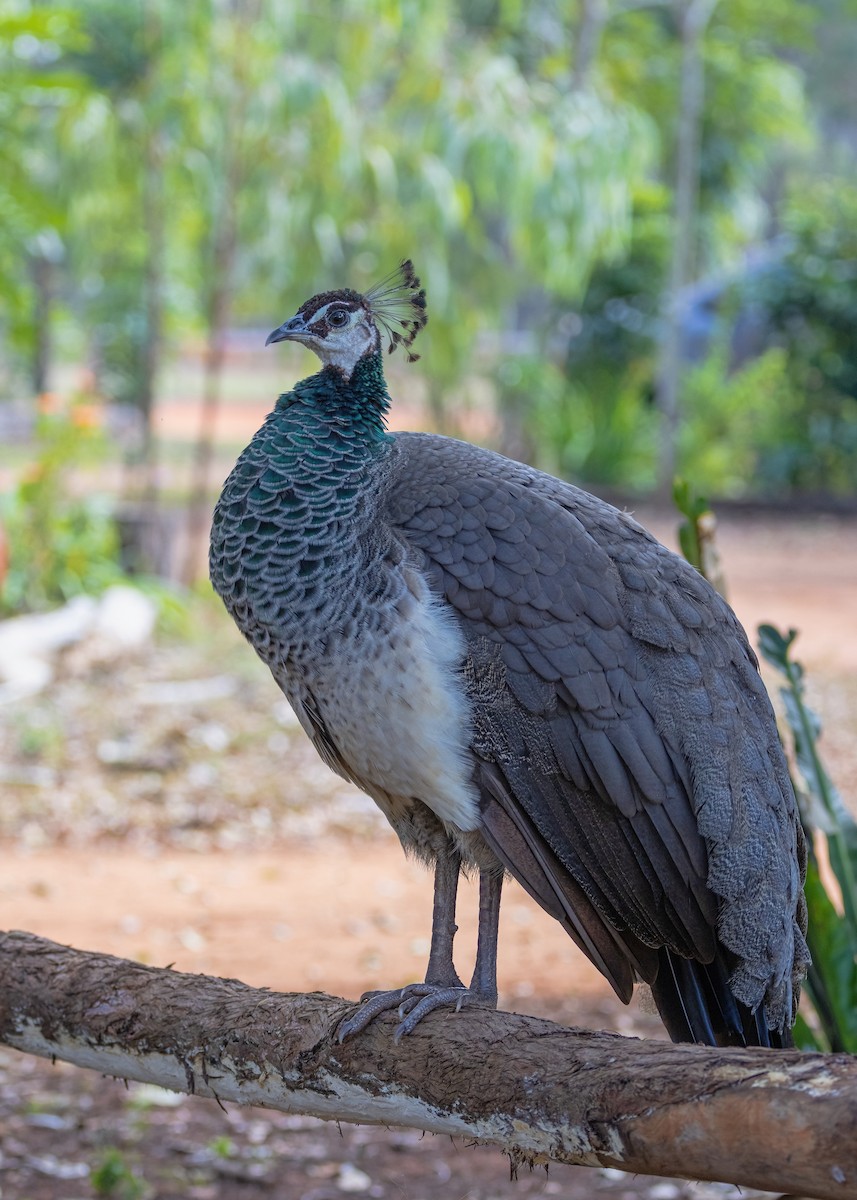 Indian Peafowl (Domestic type) - ML621864517