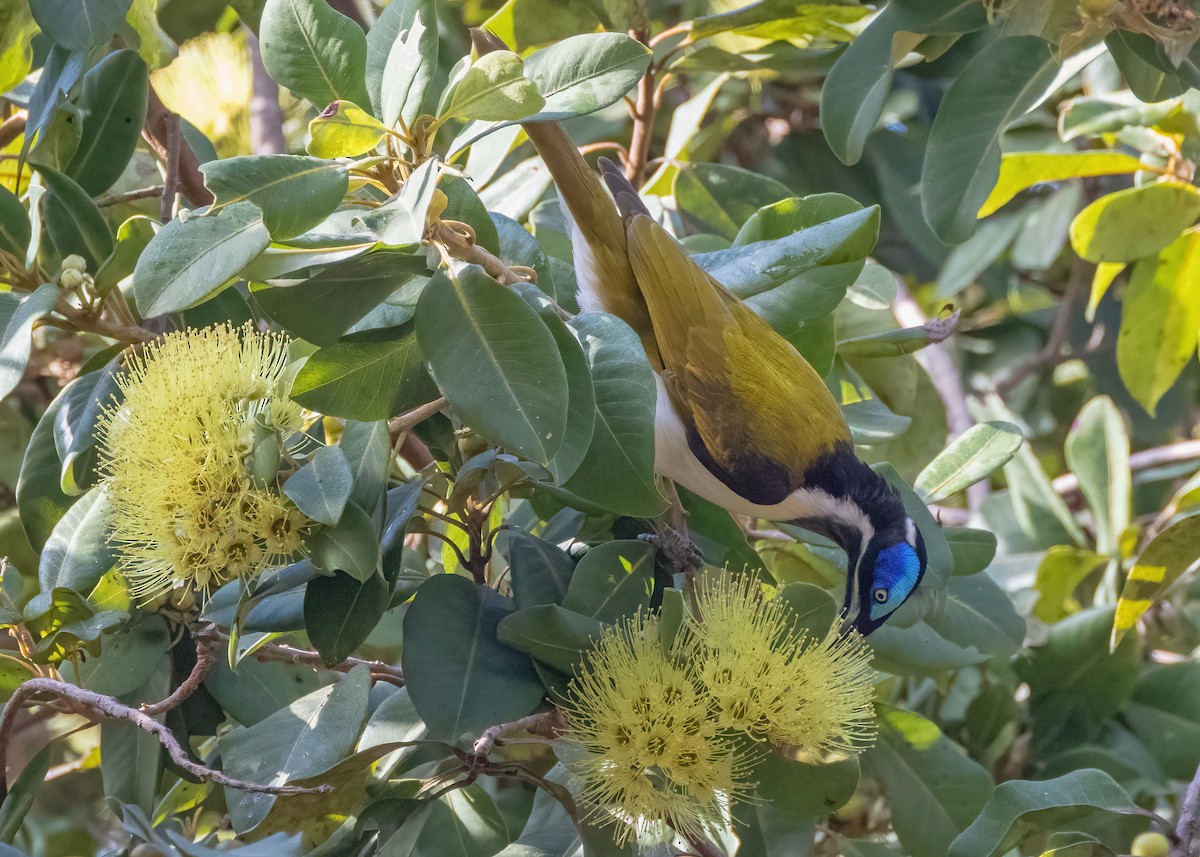 Blue-faced Honeyeater - ML621864518