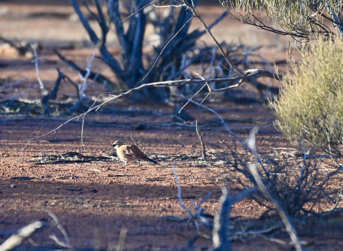 Western Quail-thrush - ML621864528