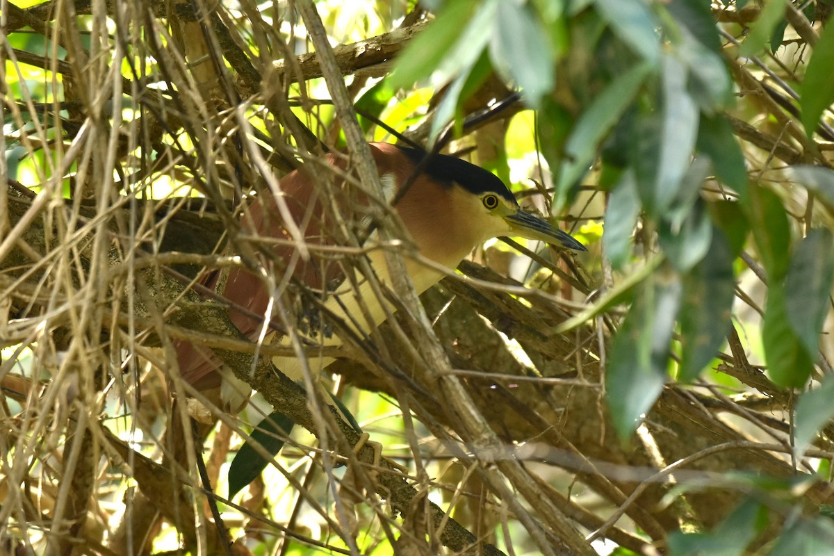 Nankeen Night Heron - ML621864529