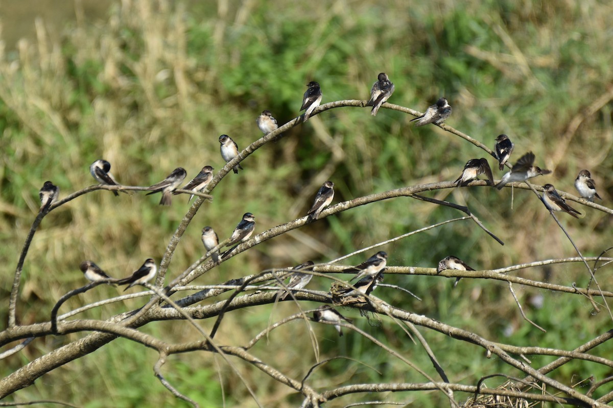 Tree Martin - ML621864558