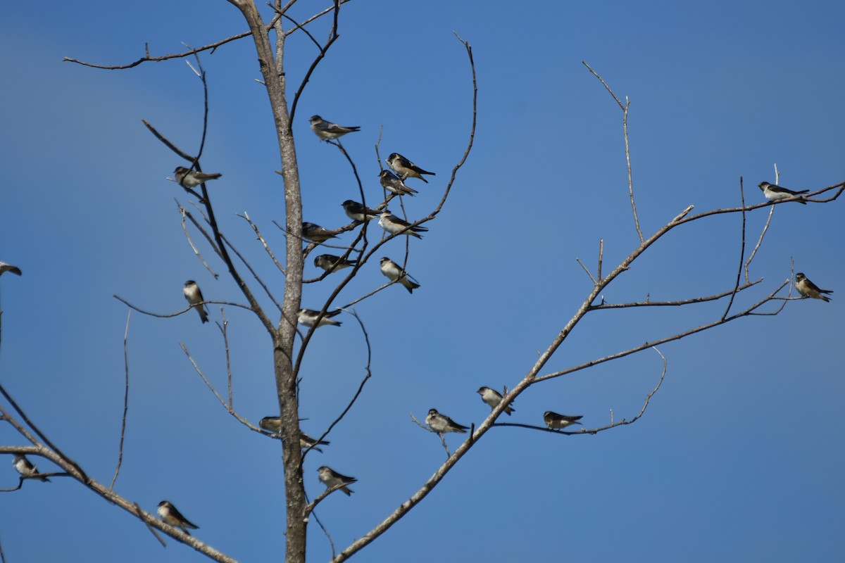 Tree Martin - ML621864559