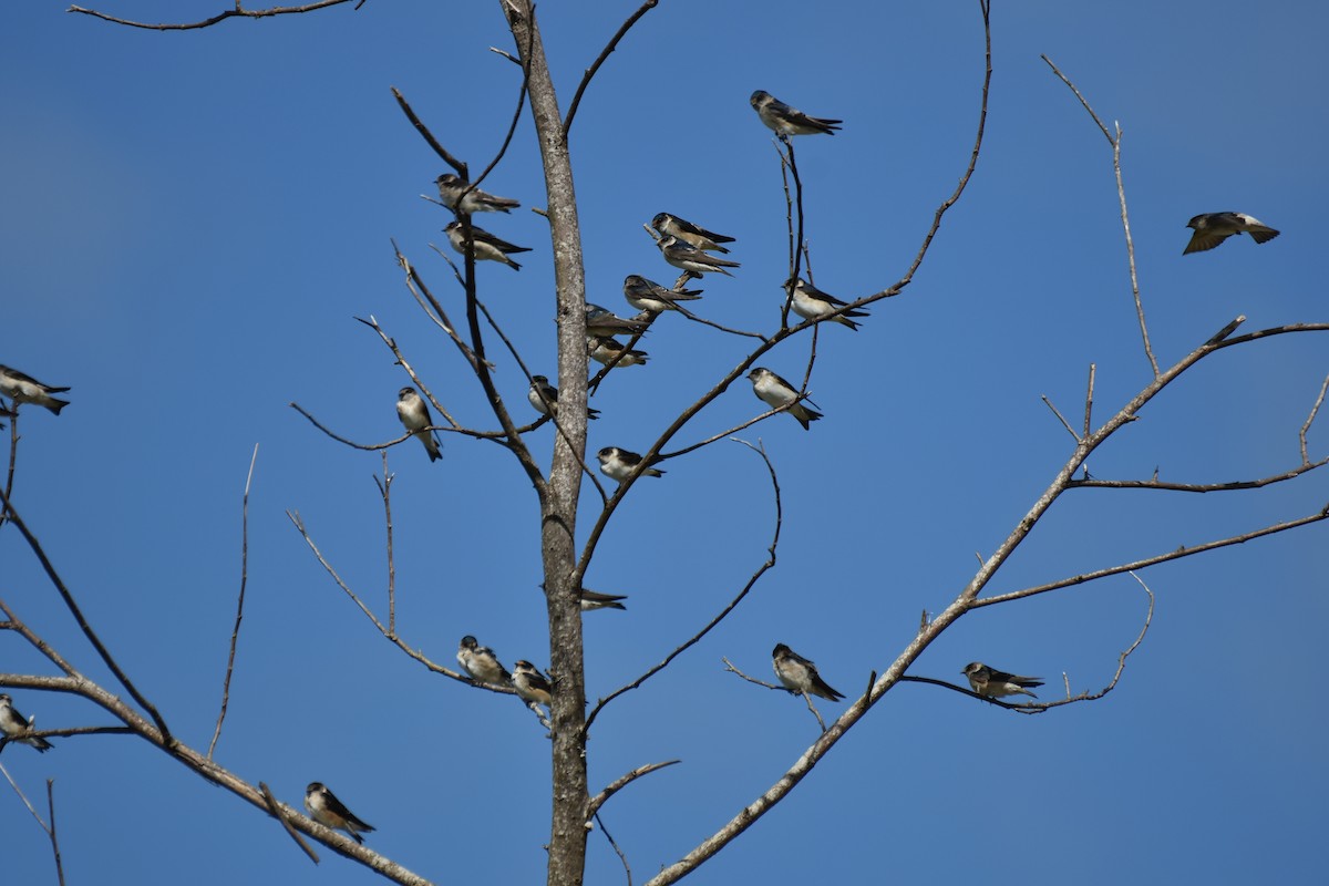 Tree Martin - ML621864560