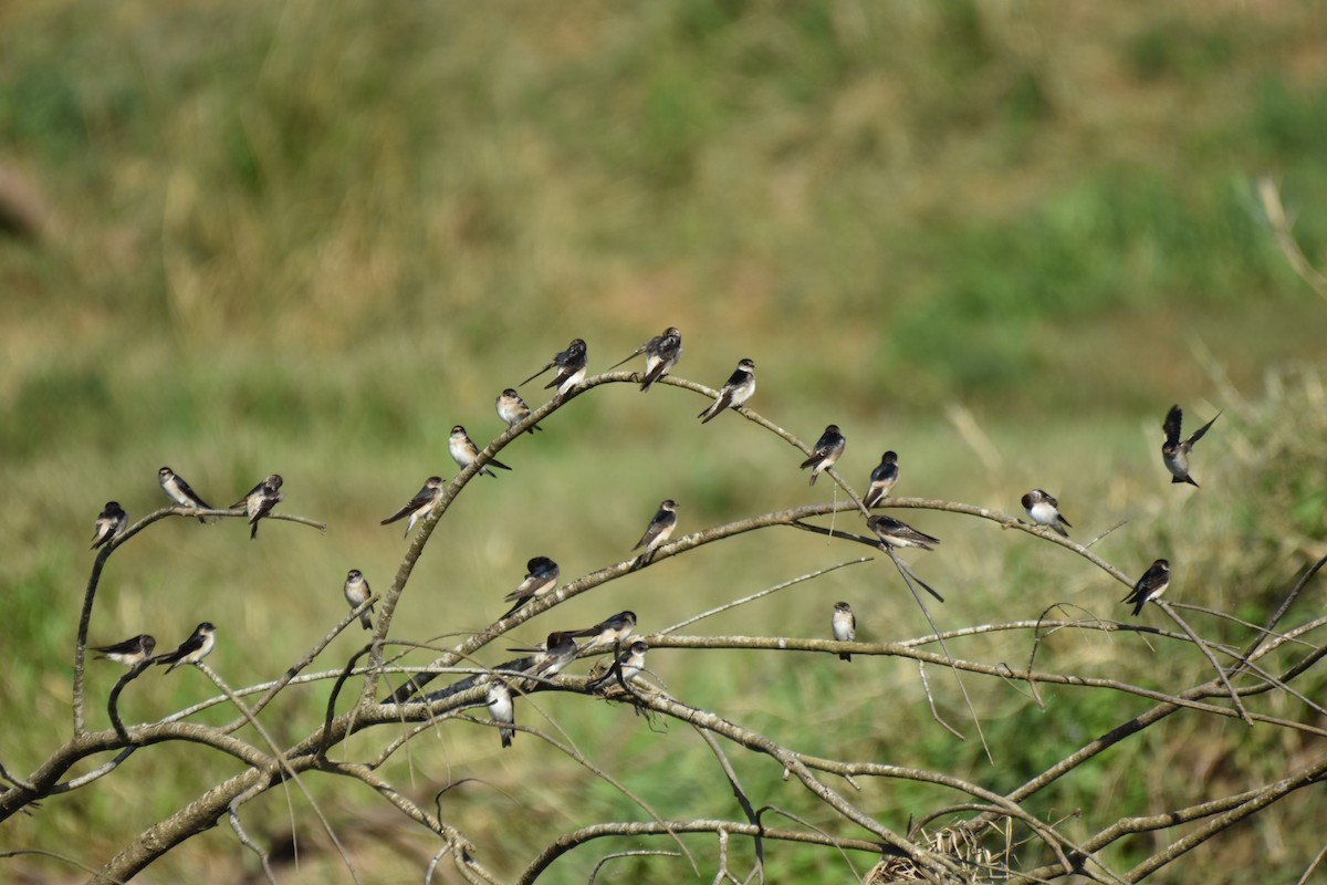 Tree Martin - ML621864561