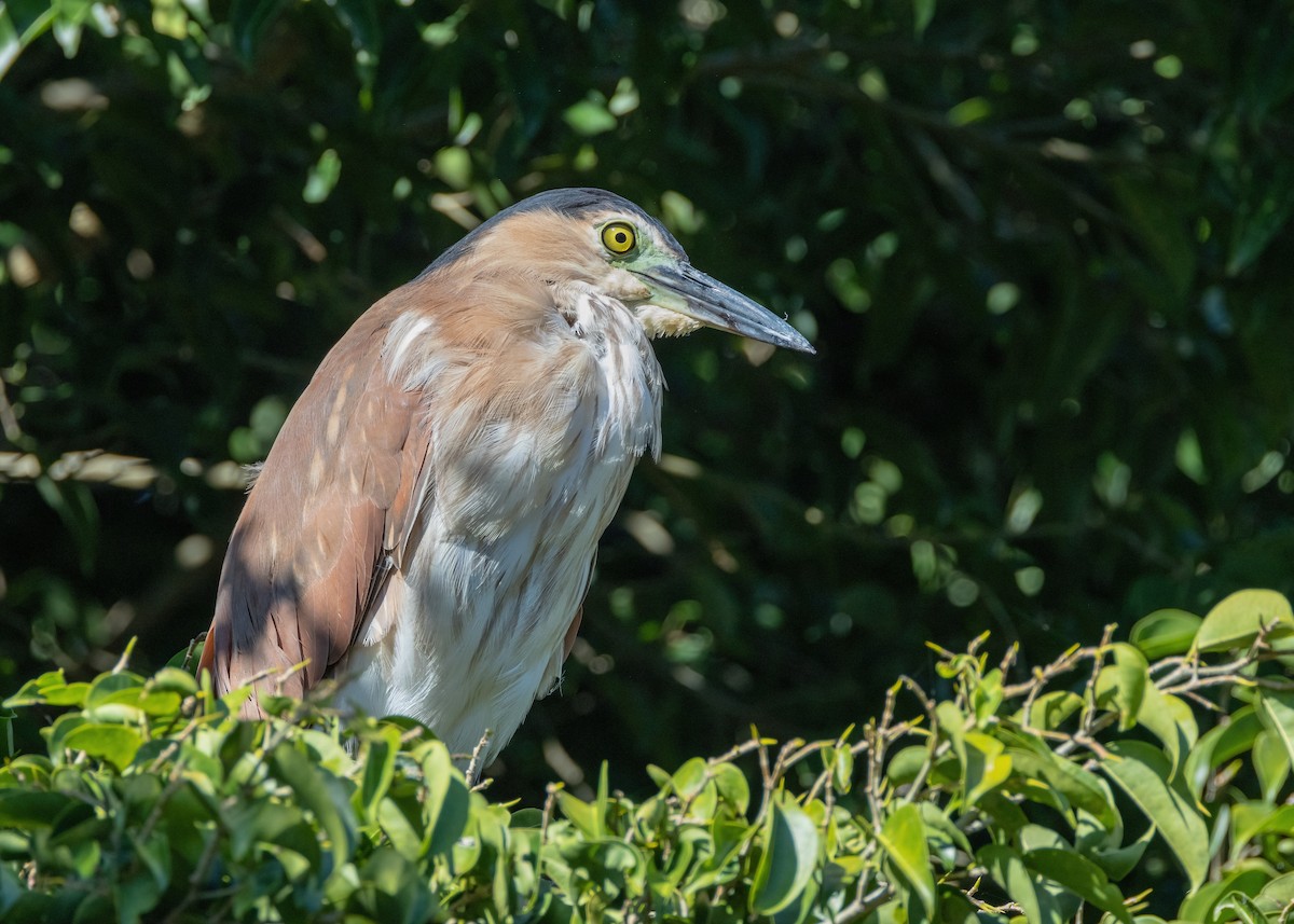 Nankeen Night Heron - ML621864587