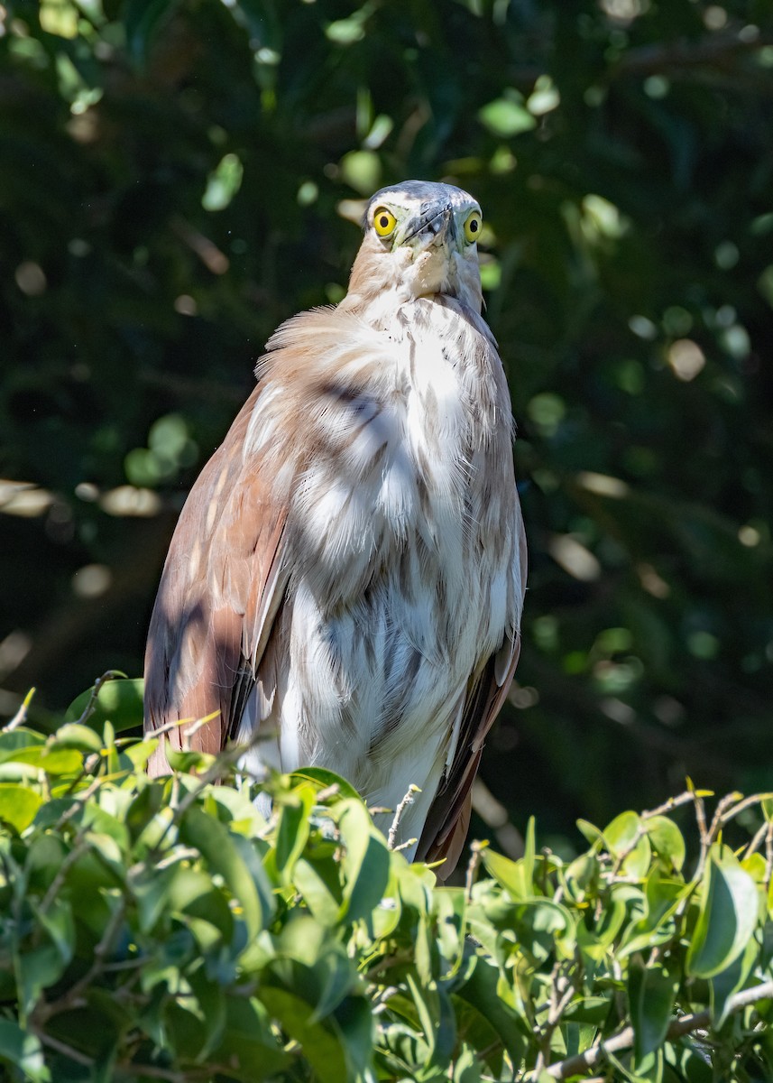 Nankeen Night Heron - ML621864589