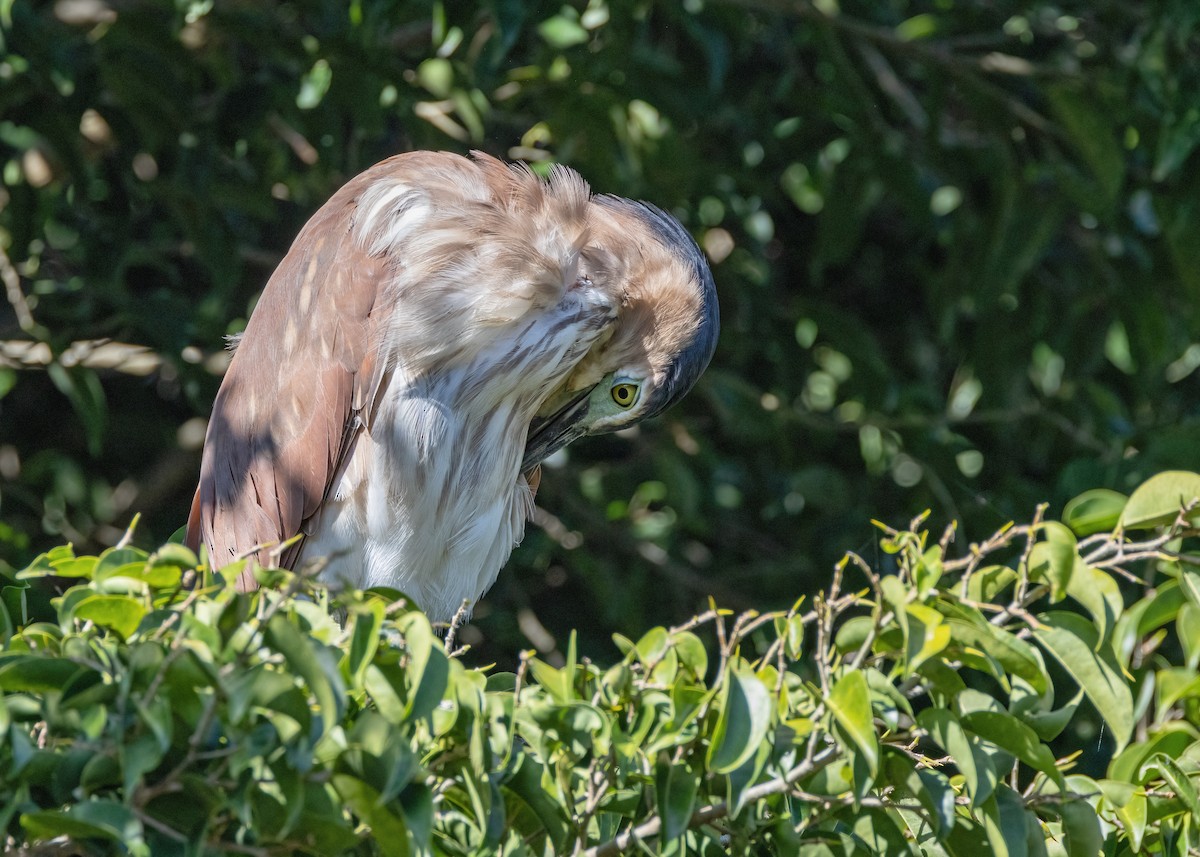 Nankeen Night Heron - ML621864590