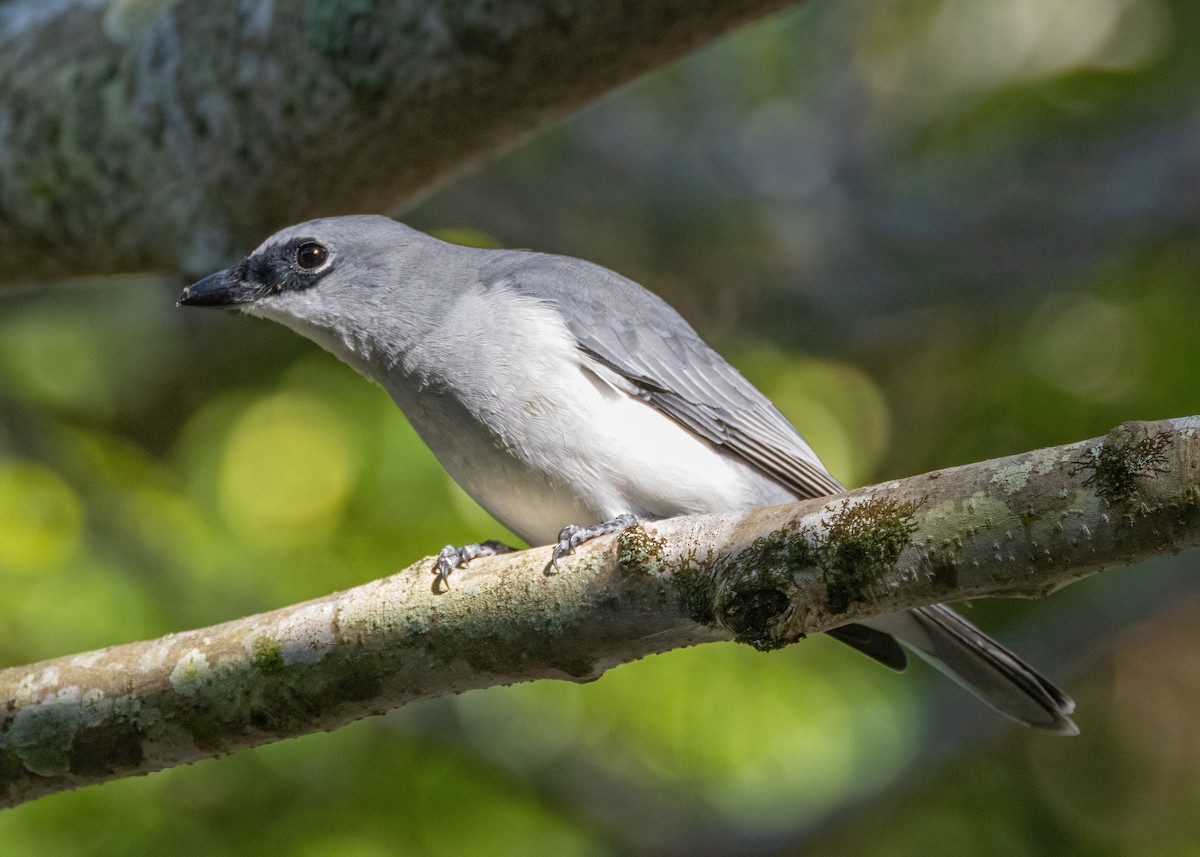 White-bellied Cuckooshrike - ML621864598