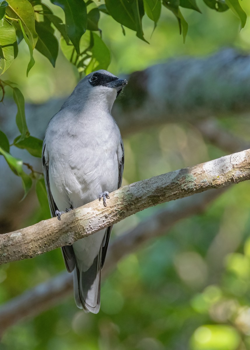 White-bellied Cuckooshrike - ML621864600