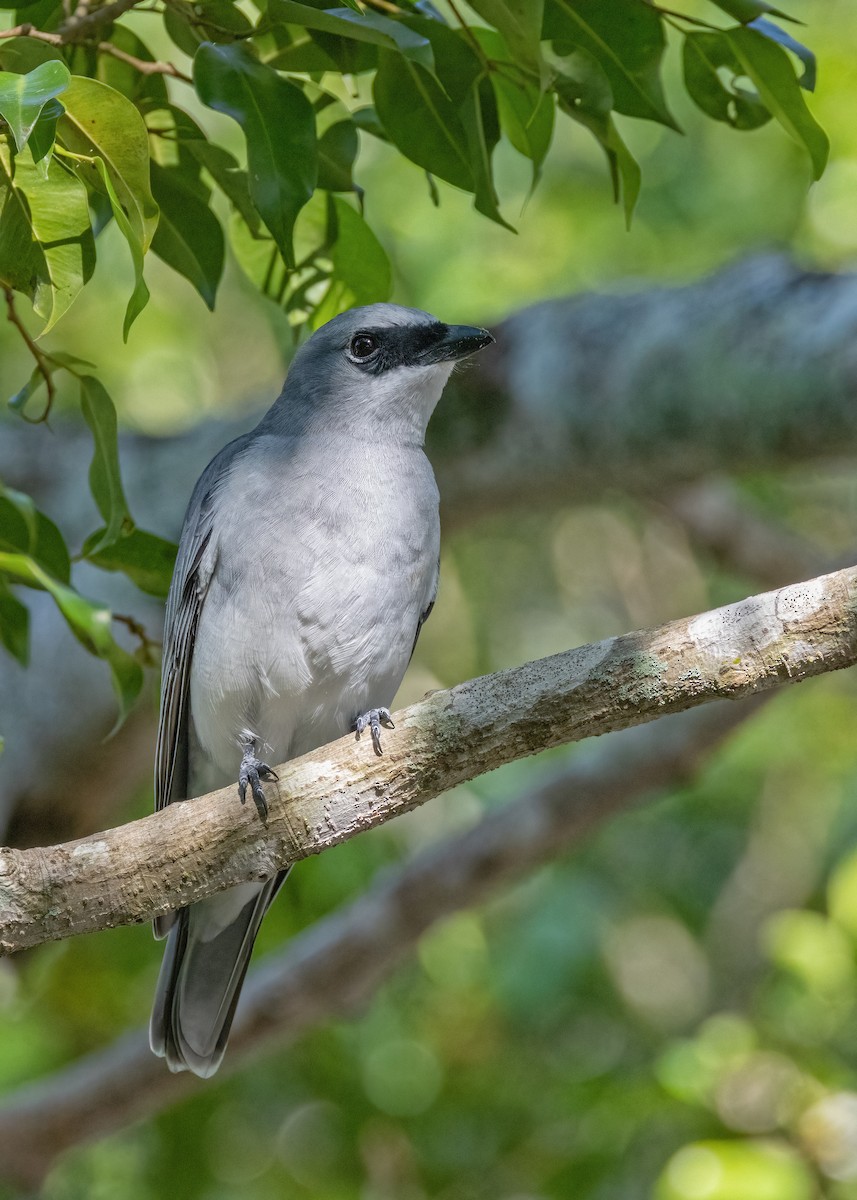 White-bellied Cuckooshrike - ML621864601