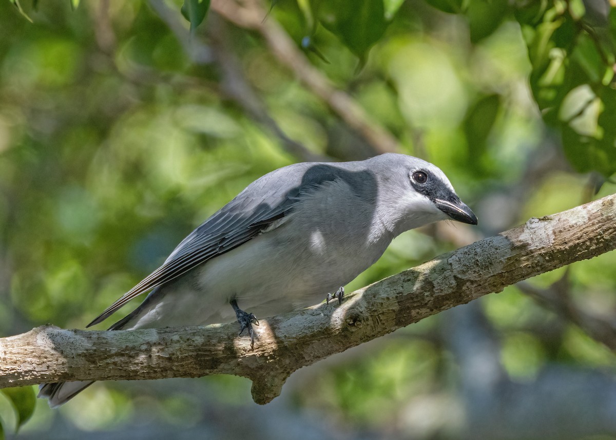 White-bellied Cuckooshrike - ML621864602